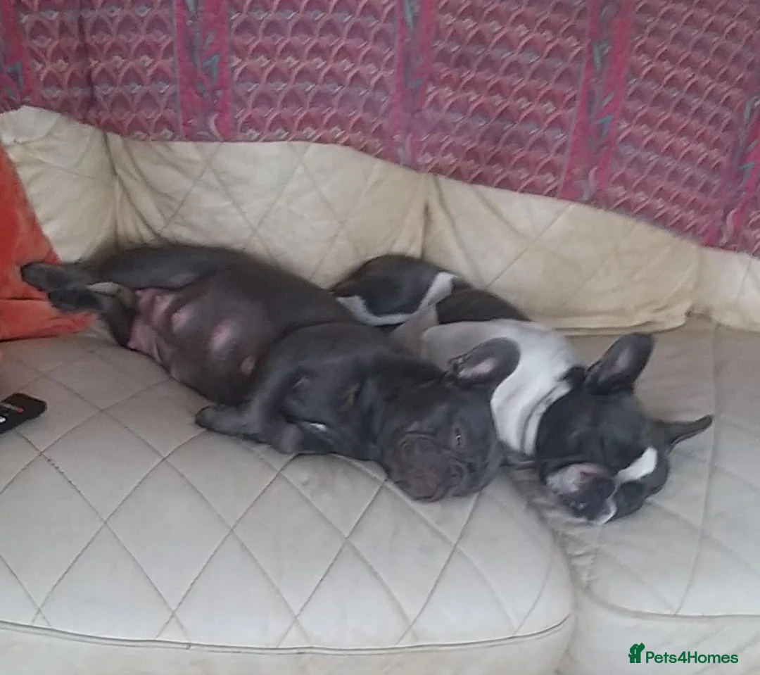 French Bulldog dogs for sale: Lilac/pink french bulldog puppies  in Loughborough - Advert 21
