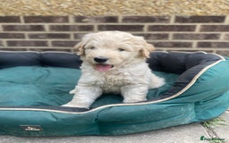 Goldendoodle dogs for sale: Only 2 left of Mela's Marvels F1Bs - Image 2