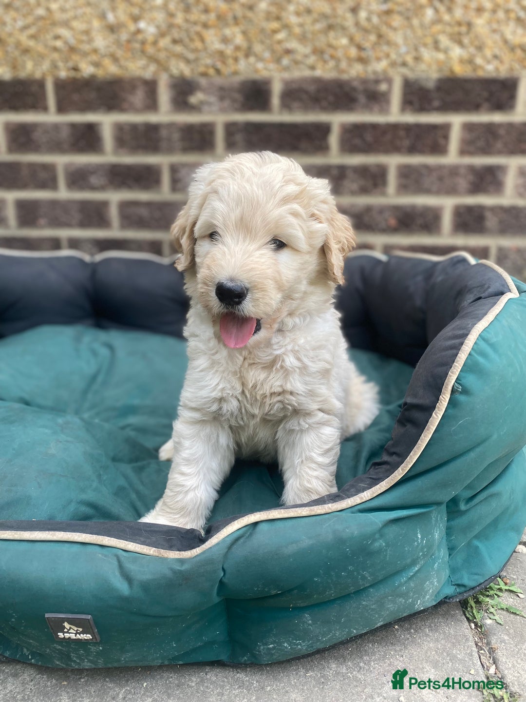 Goldendoodle dogs for sale: Only 2 left of Mela's Marvels F1Bs - Image 2