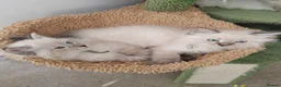 Ragdoll cats for sale: Adorable Ragdoll x Siberian mix kittens - Advert 20