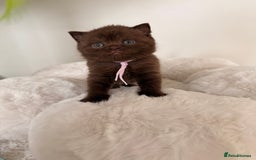 British Shorthair cats for sale: 7 British Shorthair Kittens TICA®️ – Import Lines - Image 25