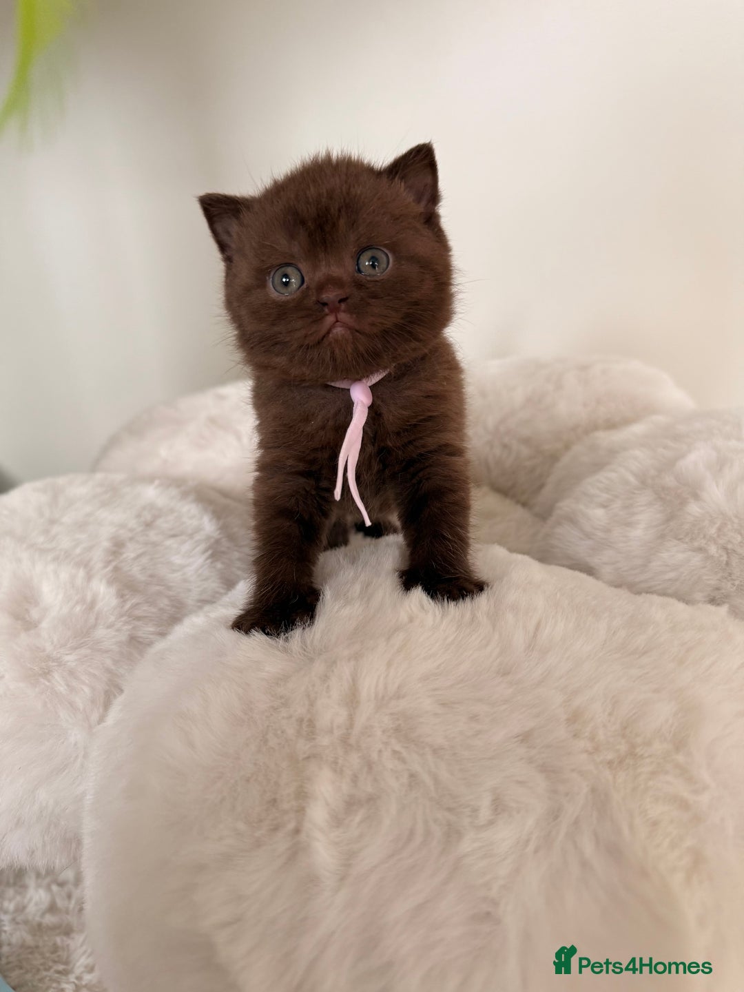 British Shorthair cats for sale: 7 British Shorthair Kittens TICA®️ – Import Lines - Image 25
