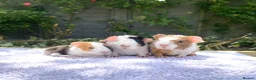 Guinea Pig rodents for sale: Teddy, Abyssinian and longhaired guinea pig pups - Advert 3