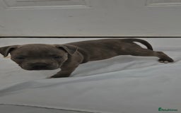 Staffordshire Bull Terrier dogs for sale: Blue Staffs £1,100 Deposit is £245 - Image 3
