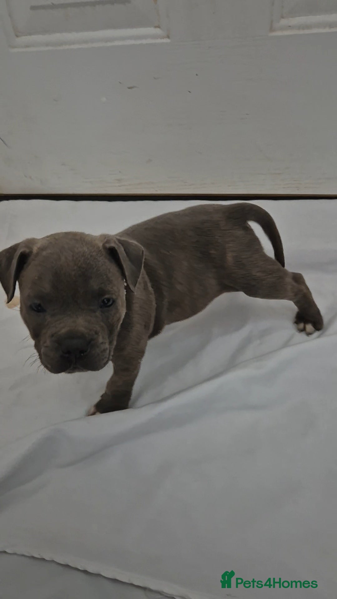 Staffordshire Bull Terrier dogs for sale: Blue Staffs £1,100 Deposit is £245 - Image 3