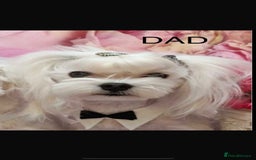 Maltipoo dogs for sale: Fully health tested quality F1 TOY female maltipoo in Poulton-le-Fylde - Image 6