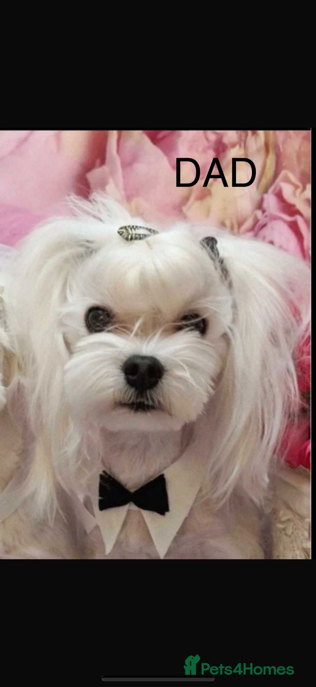Maltipoo dogs for sale: Fully health tested quality F1 TOY female maltipoo in Poulton-le-Fylde - Image 6