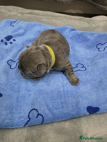 French Bulldog dogs - Advert 4