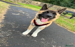 Akita dogs for sale: American Akita - Age 3 - Image 1