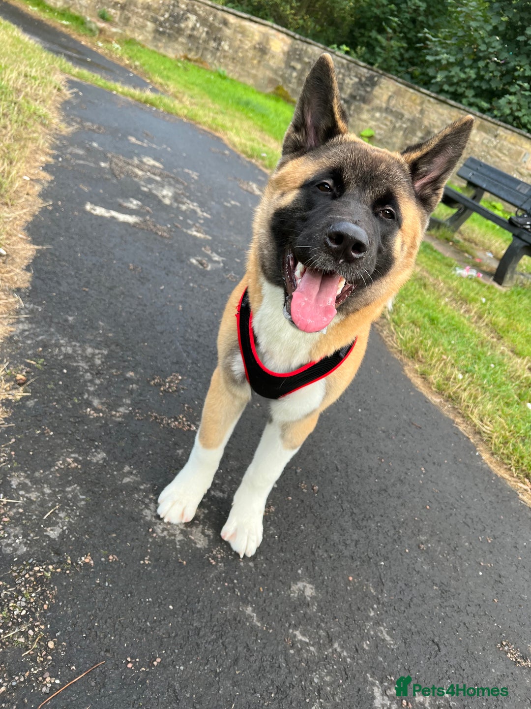 Akita dogs for sale: American Akita - Age 3 - Image 1