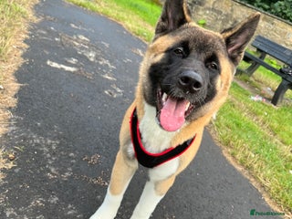 Akita dogs - Advert 16