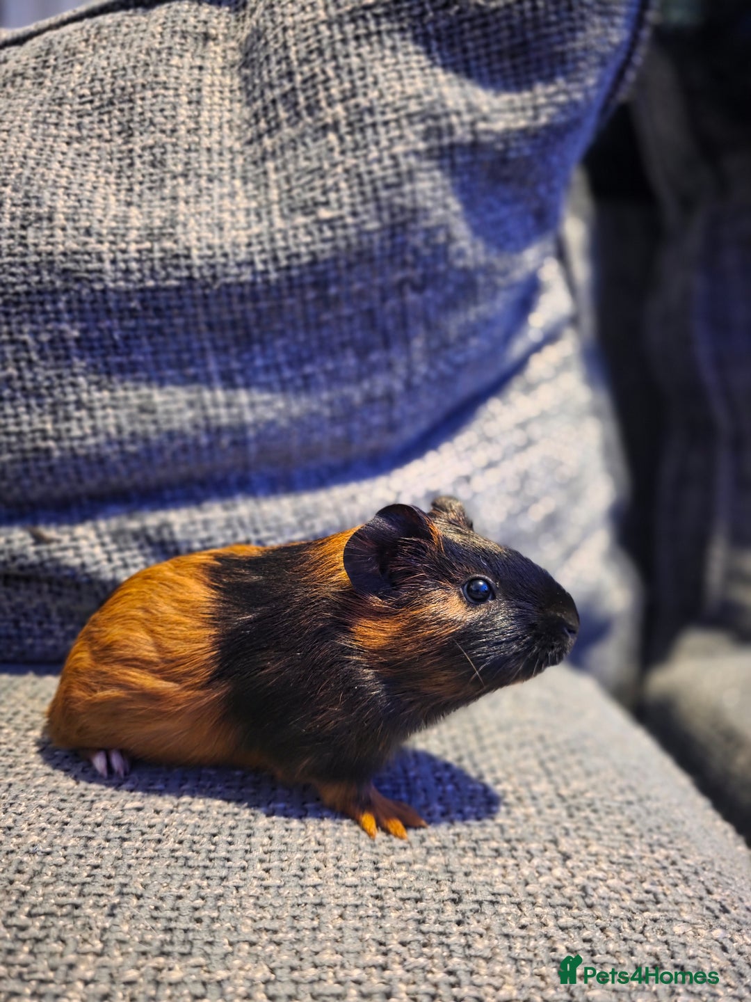 Guinea Pig rodents for sale: Boar/male guinea pigs in Weymouth - Advert 5