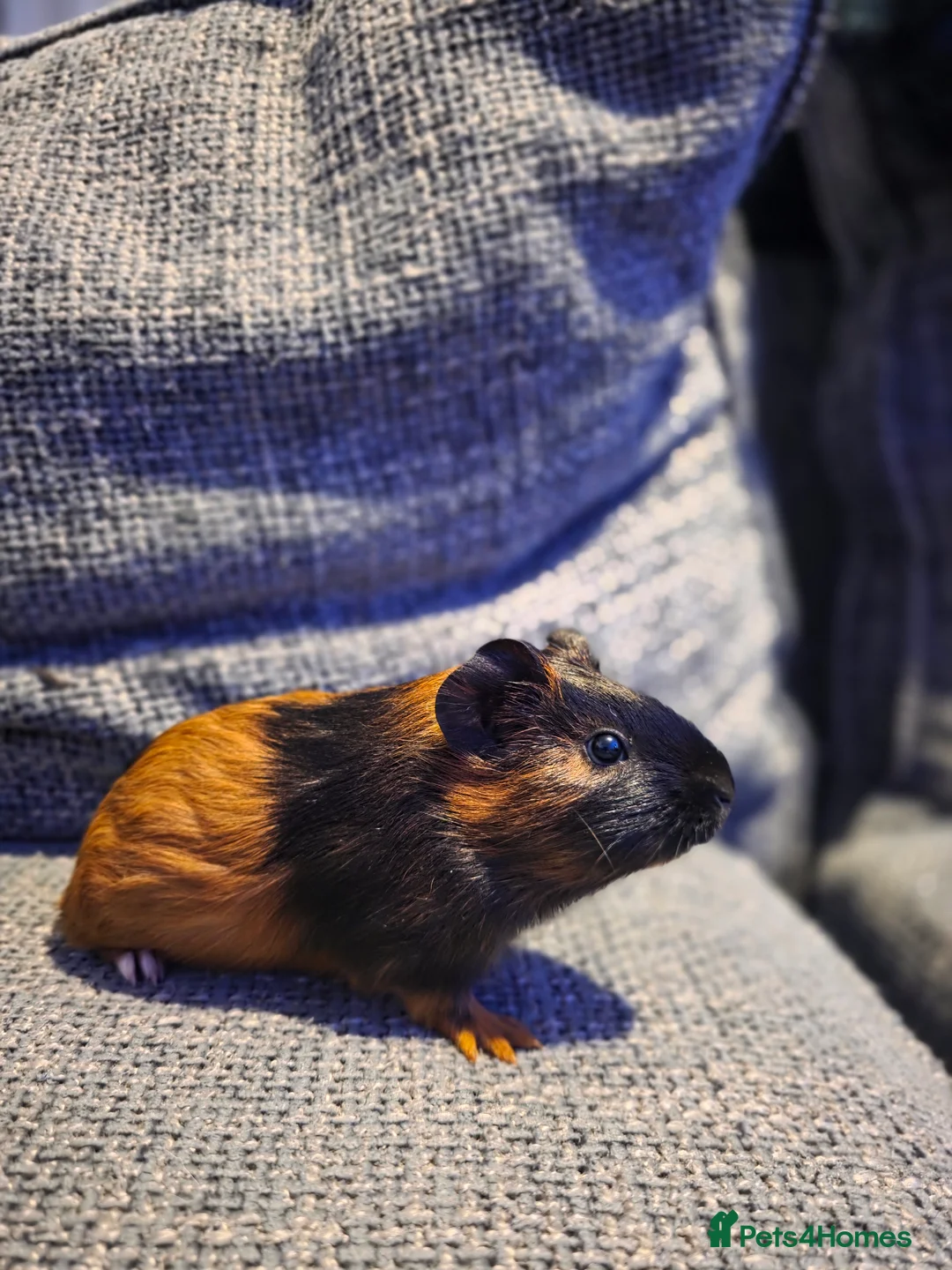 Guinea Pig rodents for sale: Boar/male guinea pigs in Weymouth - Advert 5