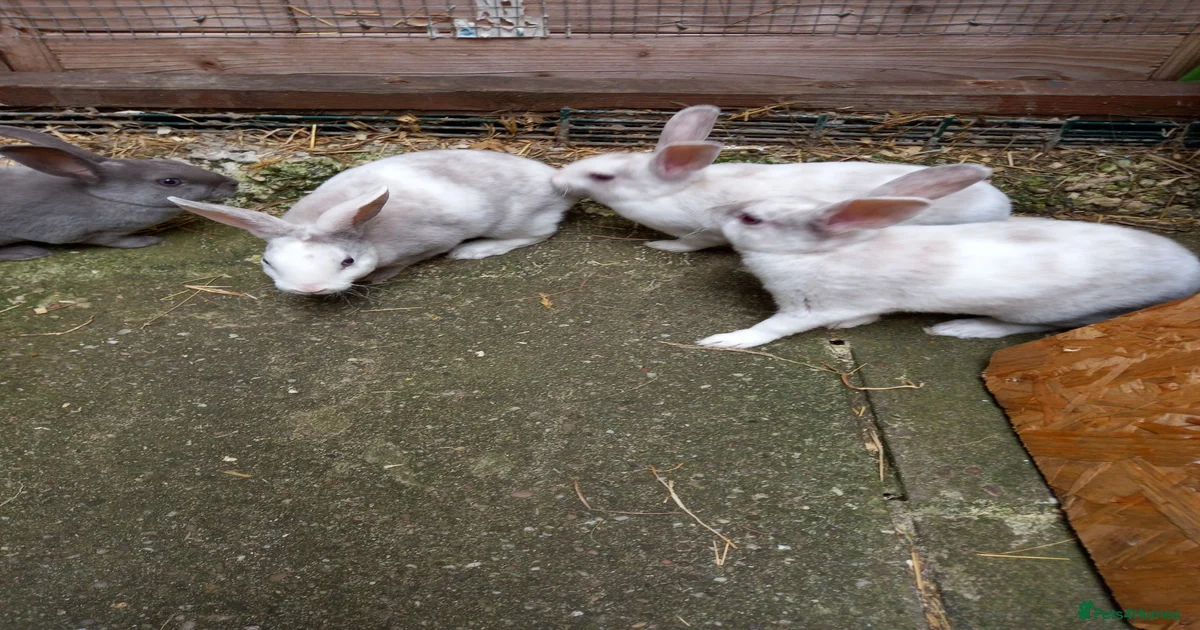 Rabbits for sale | Pets4Homes