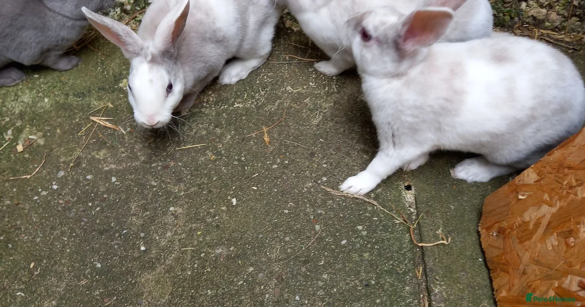 Rabbits for sale | Pets4Homes
