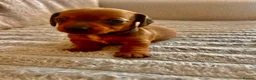 Miniature Dachshund dogs for sale: Miniature dachshund puppies  in Treharris - Advert 23
