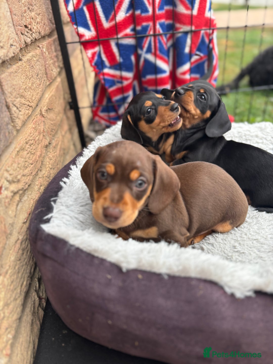 Miniature Dachshund dogs for sale: Miniature dachshund puppies  - Image 12