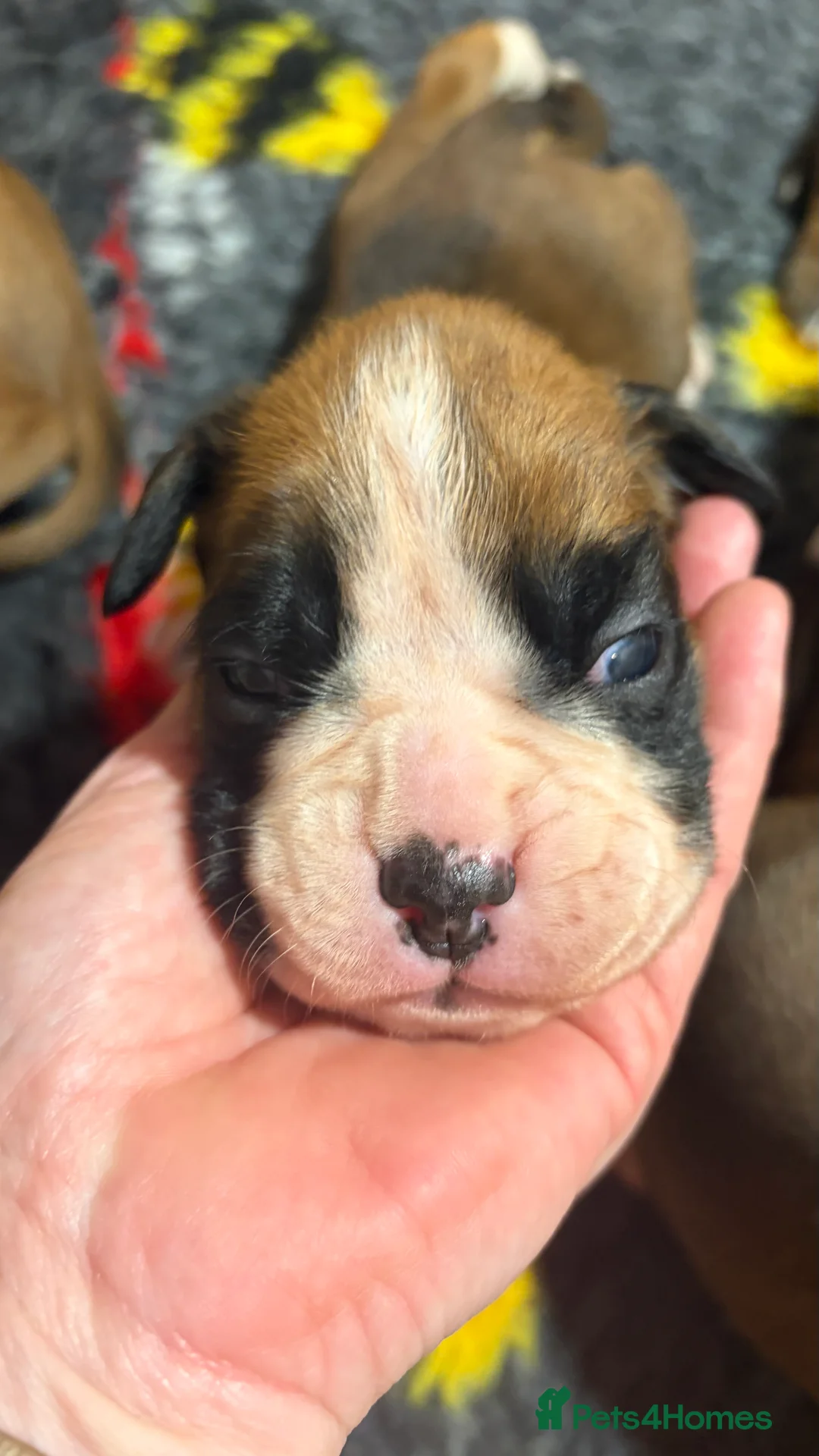 Boxer dogs for sale: Beautiful Boxer Puppies - Advert 11