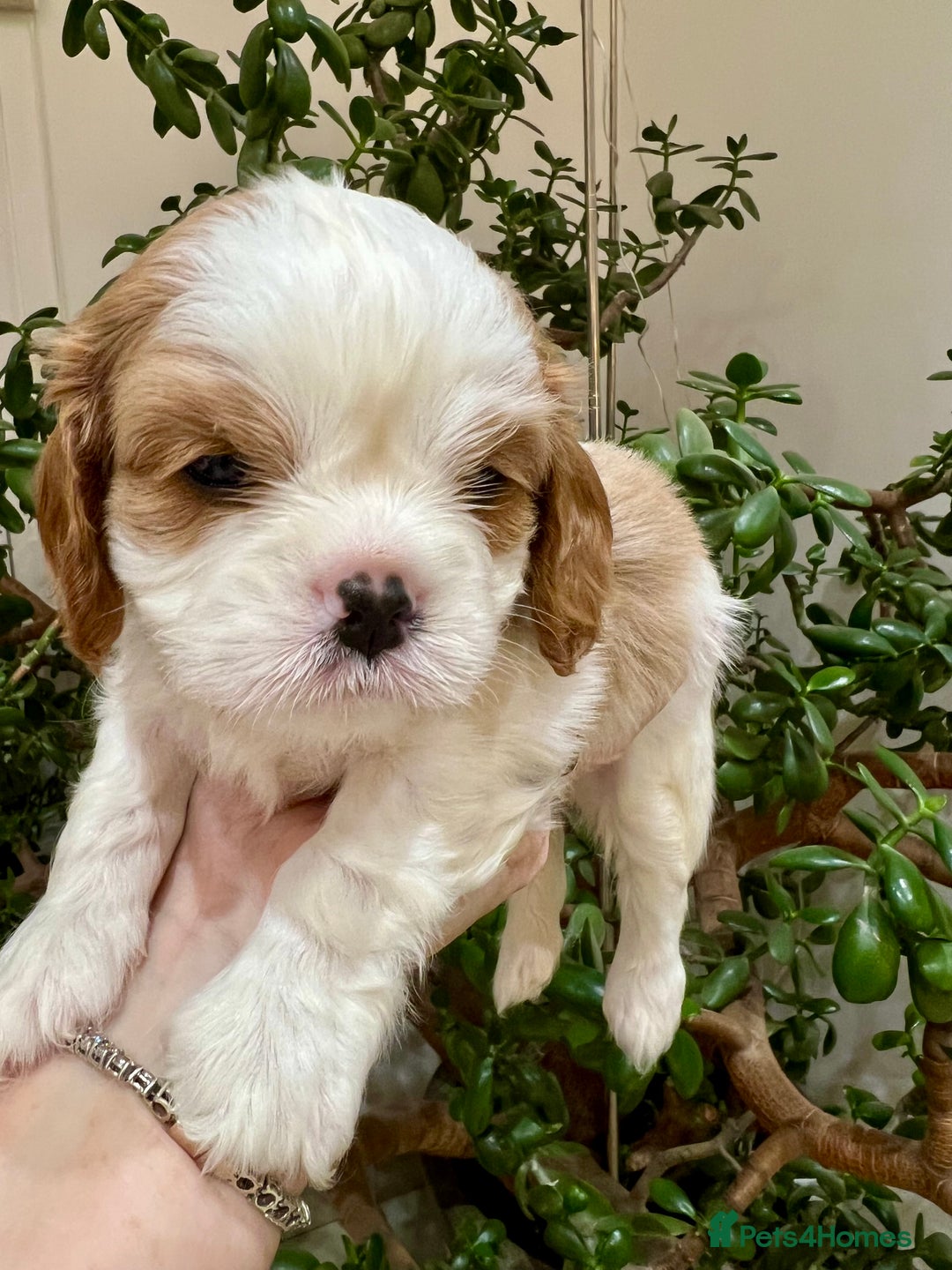 Cavalier King Charles Spaniel dogs for sale: Champion Sired KC Reg Cavalier King Charles  - Image 24