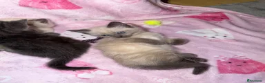 Short hair ragdoll male 
