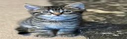Mixed Breed cats for sale: Purr-fectly adorable playfull kittens - Advert 21