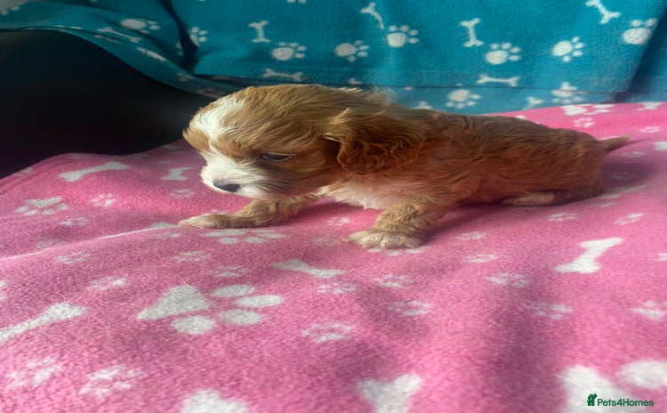 Cavapoo dogs - Advert 4