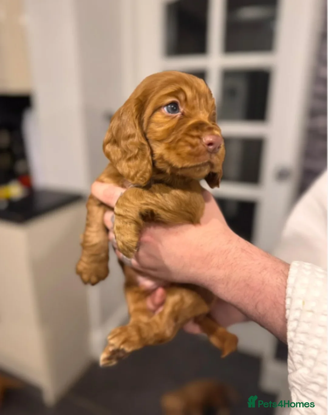 Cocker Spaniel dogs for sale: Stunning dark fox red and golden cockers - Advert 6