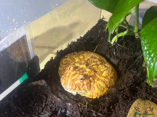 Frog reptiles Pac man frog - Advert 2