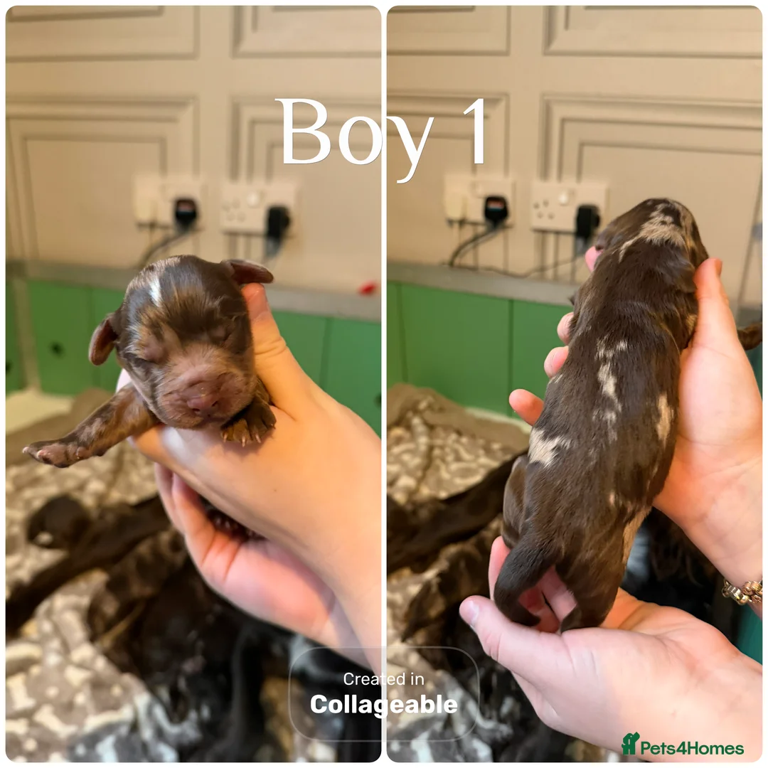 Cocker Spaniel dogs for sale: Beautiful litter of cocker spaniels  - Advert 2