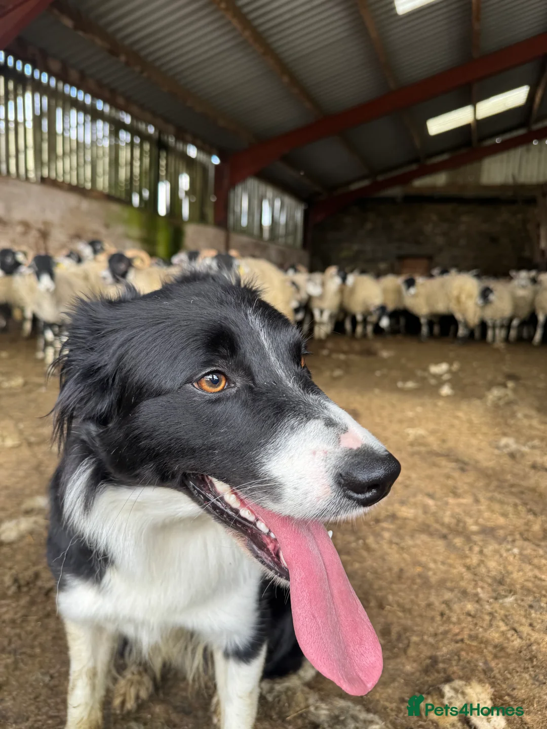 Mixed Breed dogs for sale: Border Collie x Cocker Spaniel  - Advert 15