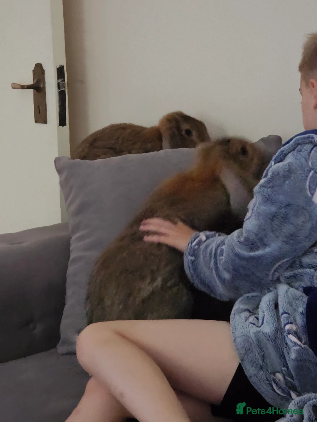 Continental Giant rabbits for sale: Two continental giants  - Advert 10