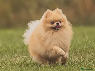 Pomeranian dogs Prince George Bridgeton 👑 - Advert 10