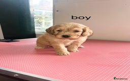Cockapoo dogs for sale: cockapoo puppies for sale  - Image 9