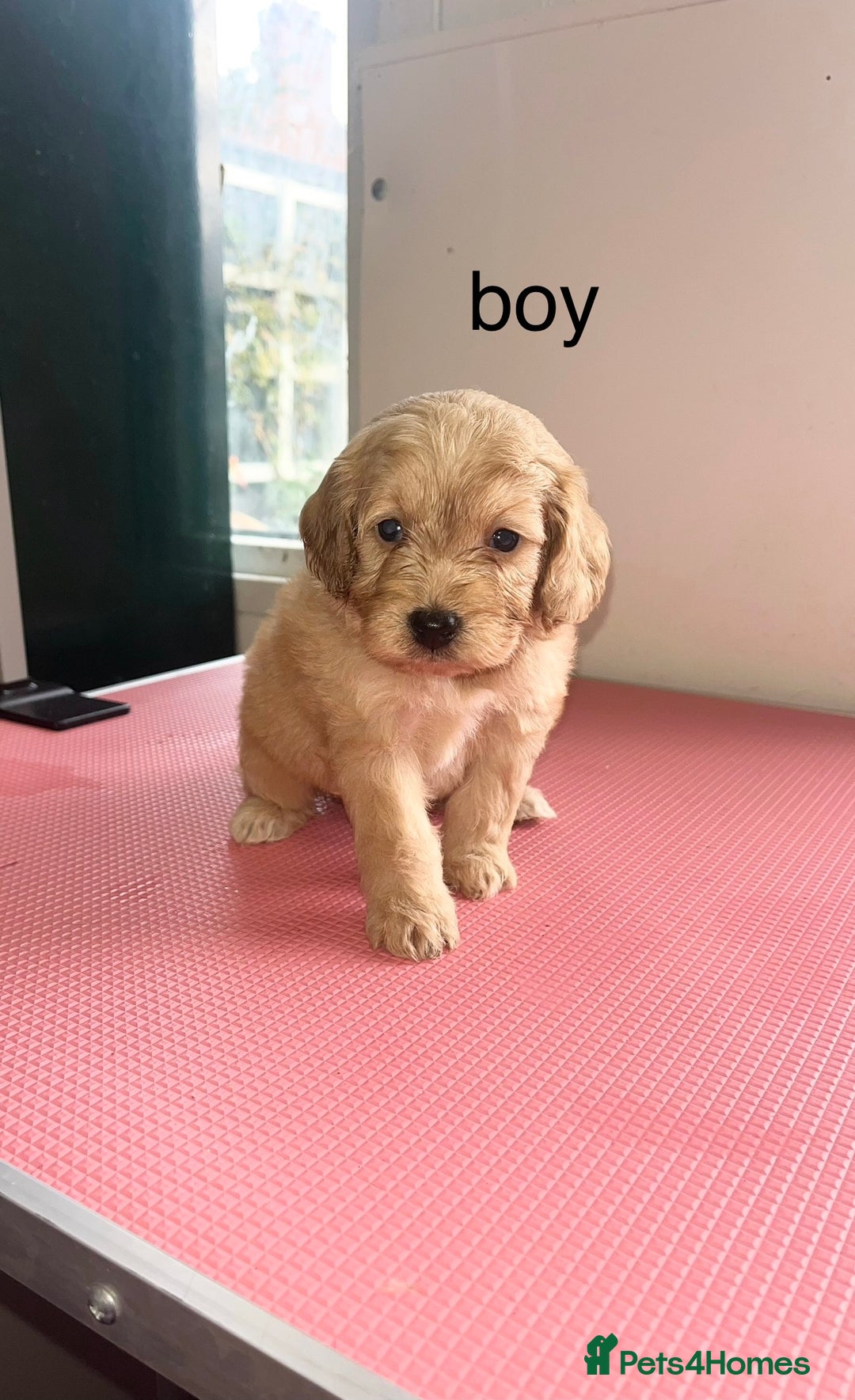Cockapoo dogs for sale: cockapoo puppies for sale  - Image 9
