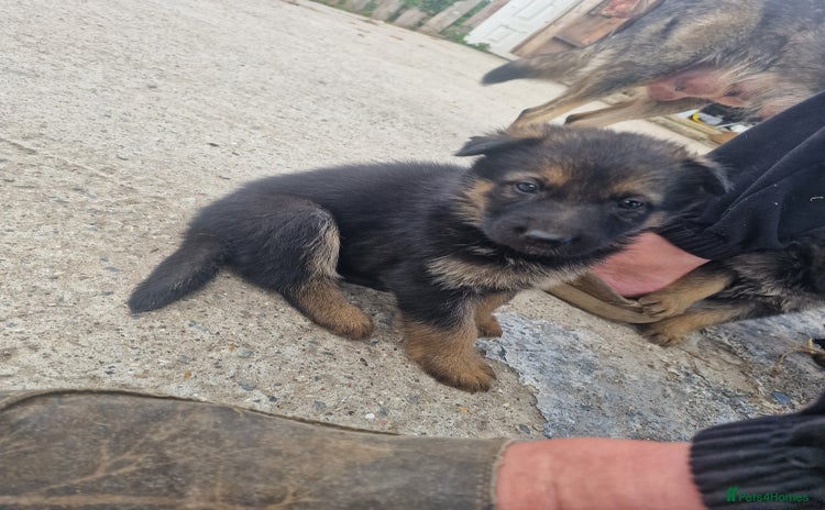 German Shepherd dogs - Advert 18