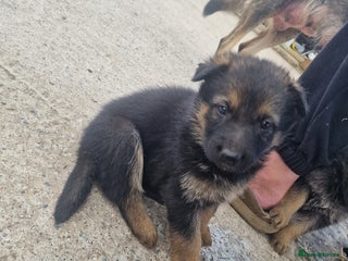 German Shepherd dogs - Advert 25
