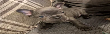 French Bulldog Puppy 1