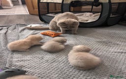 Scottish Fold cats for sale: READY TO RESERVE!! Stunning Scottish Fold Kittens  - Image 3