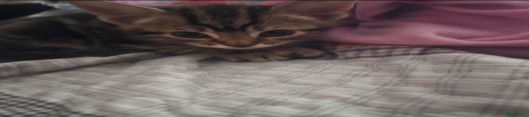 York Chocolate Kitten 2