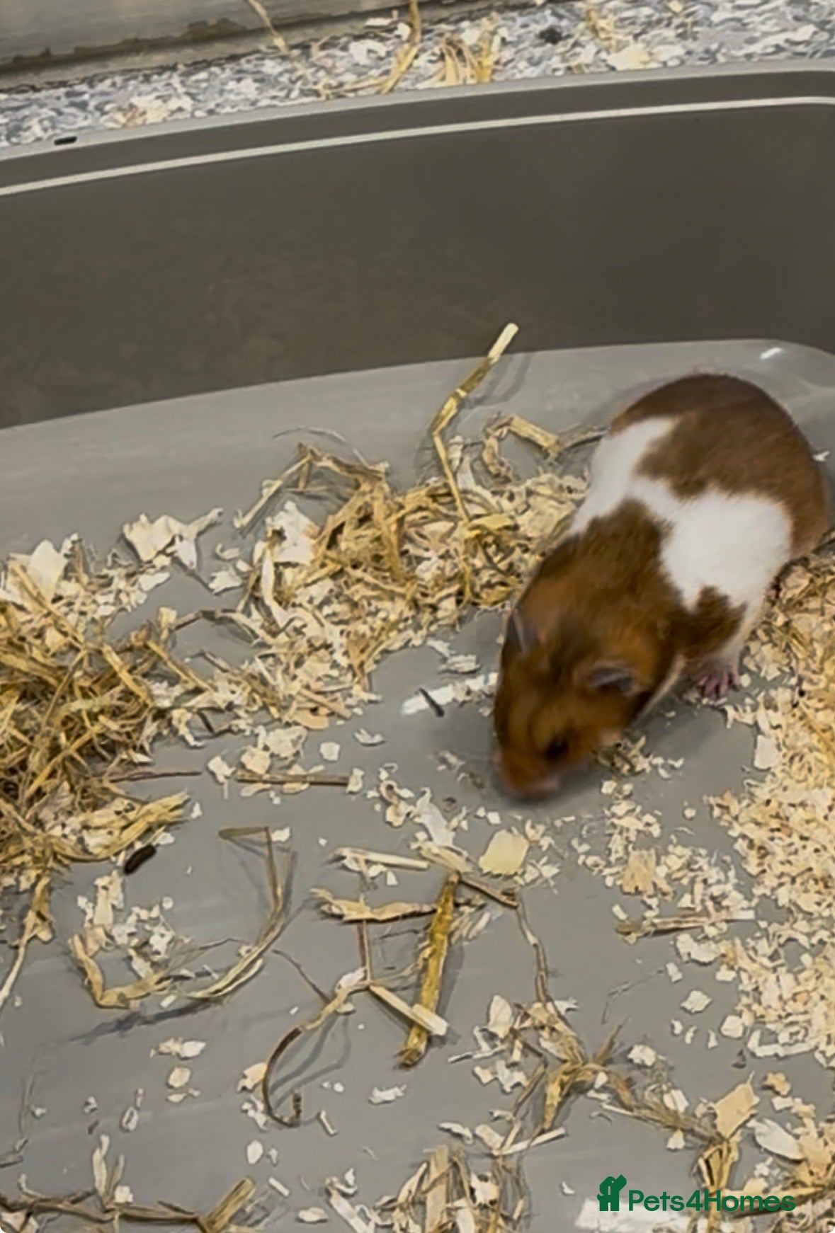 Hamster rodents Cookie in Nottingham - Advert 6