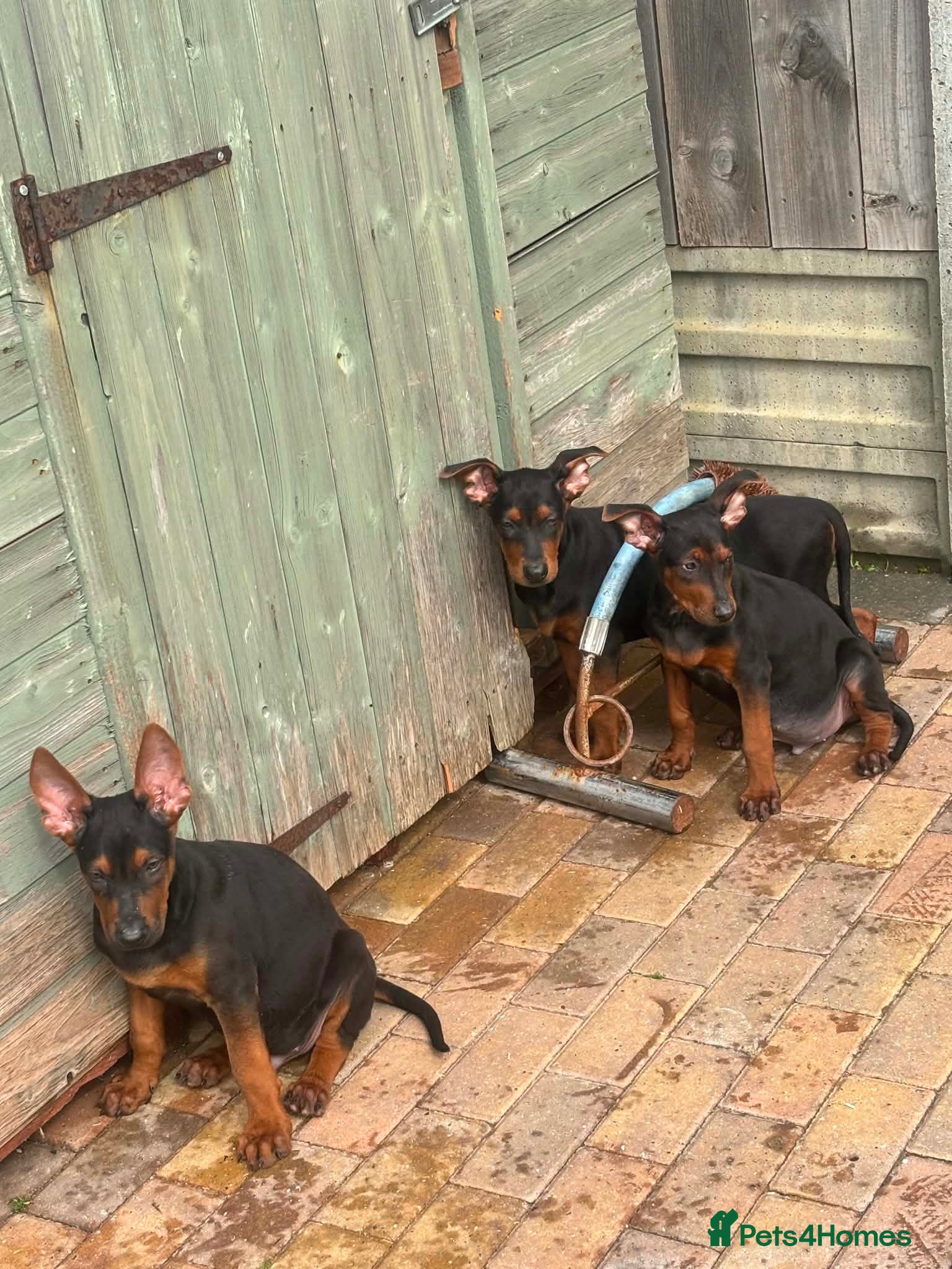 Chinese Red Dog dogs CHINESE RED DOG ** - Advert 1