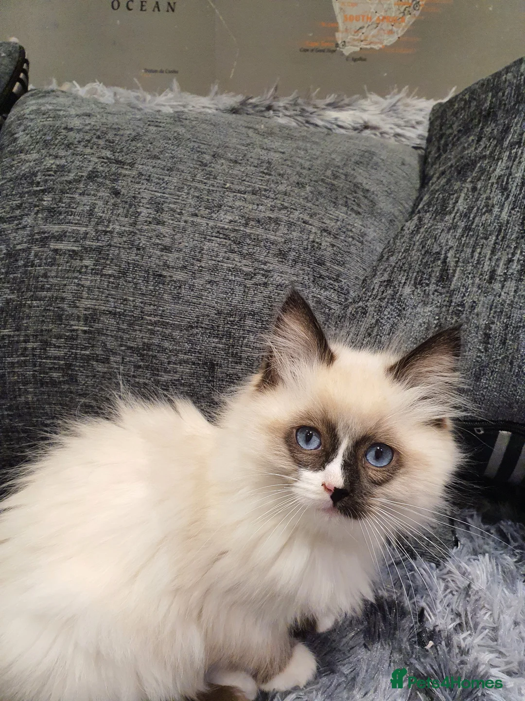Ragdoll cats for sale: 💖Beautiful GCCF Registered Ragdoll Kittens💖 - Advert 15