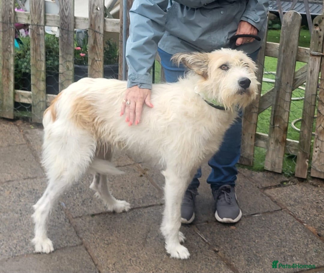 Mixed Breed dogs for adoption: MISHA  - Image 6