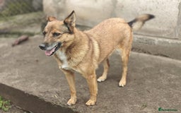 Mixed Breed dogs for adoption: 💖🐶 LARA 🐶💖 - Image 23