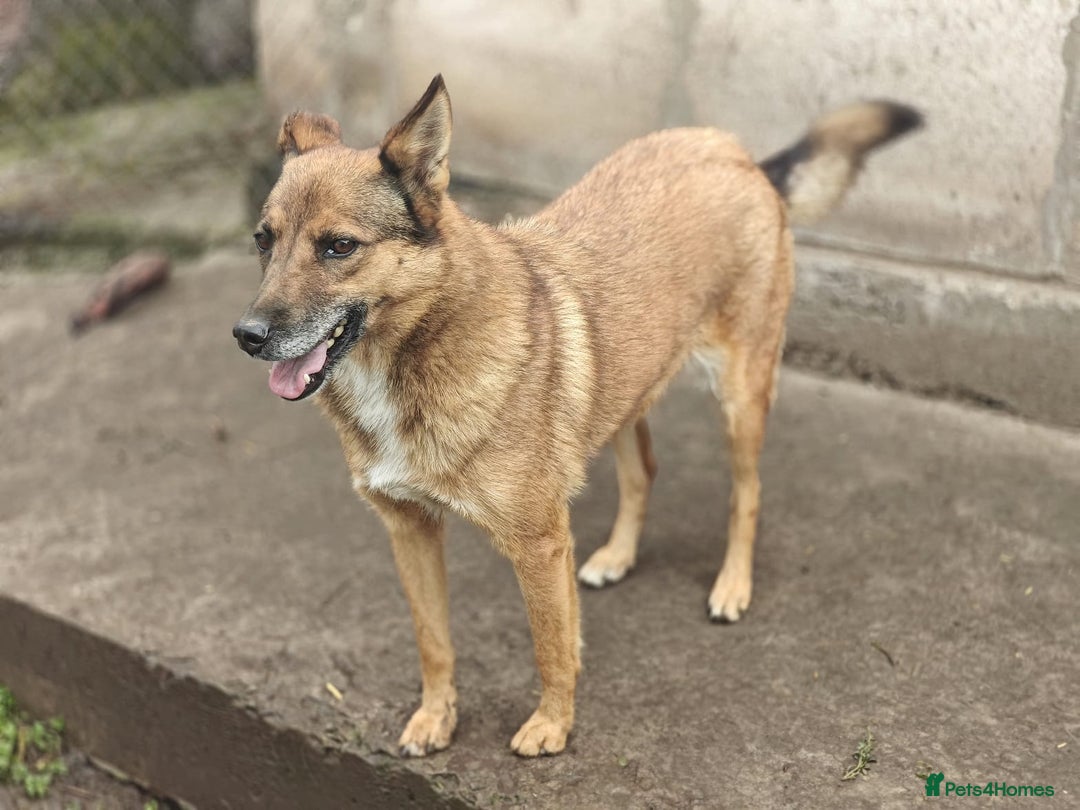 Mixed Breed dogs for adoption: 💖🐶 LARA 🐶💖 - Image 23