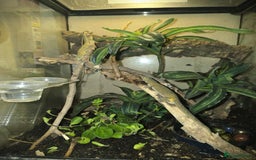 Gecko reptiles for sale: Bauers Chameleon Geckos & Set up - Image 1