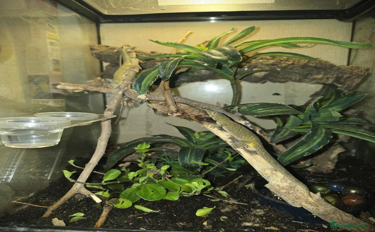 Gecko reptiles - Advert 1