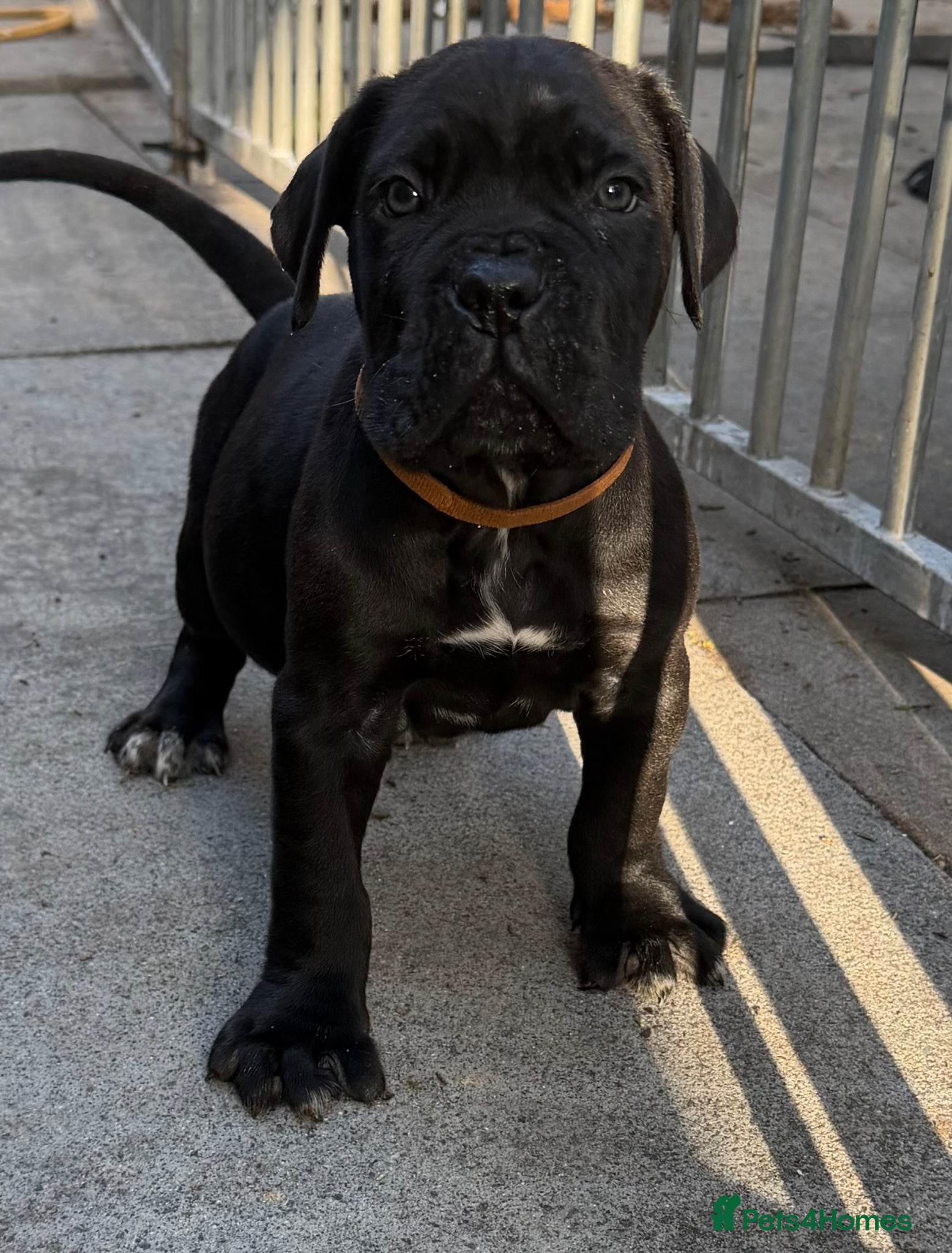 Cane Corso dogs PURE CANE CORSO PUPPIES FOR SALE !!!! - Advert 4