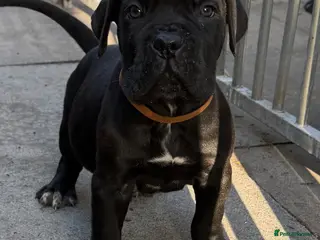 Cane Corso dogs PURE CANE CORSO PUPPIES FOR SALE !!!! - Advert 4