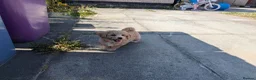 Poochon dogs for sale: F1 Poochon Puppies READY TO LEAVE *reduced* - Advert 10